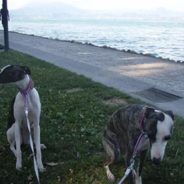 camping-sirmione-sirmione-ozipi