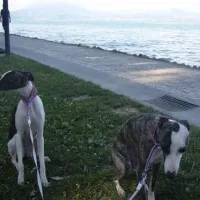 camping-sirmione-sirmione-ozipi