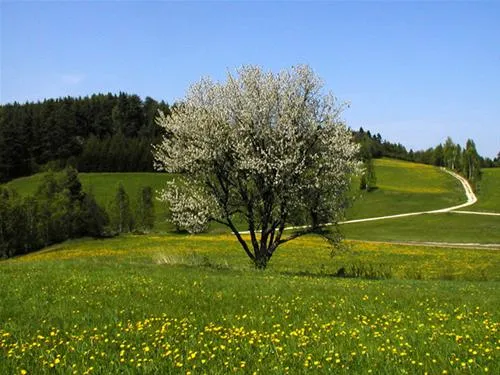 waldviertel-camping-familie-einfalt-gro-gerungs-fwipo