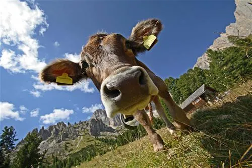 camping-vidor-pozza-di-fassa-giji0