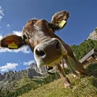 camping-vidor-pozza-di-fassa-giji0