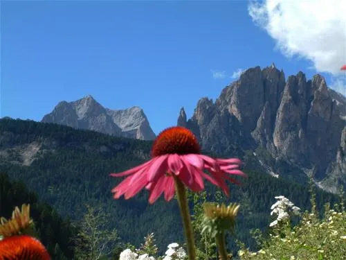 camping-vidor-pozza-di-fassa-qcwu4