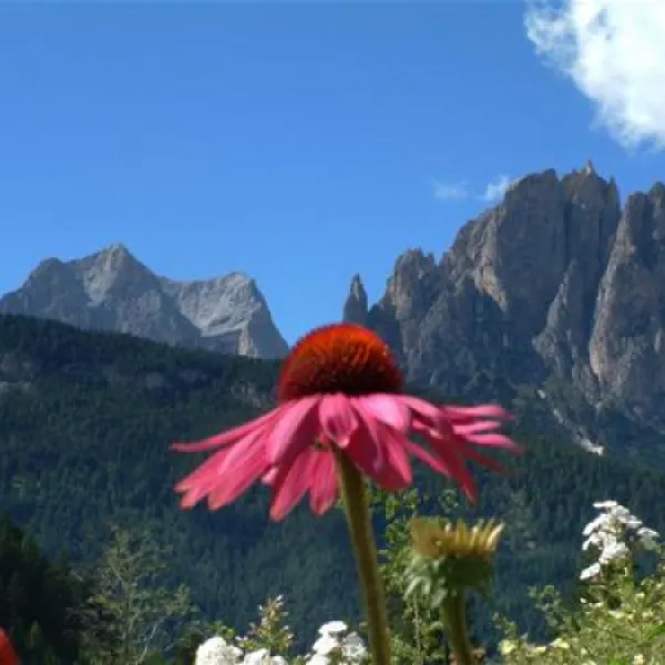 camping-vidor-pozza-di-fassa-qcwu4
