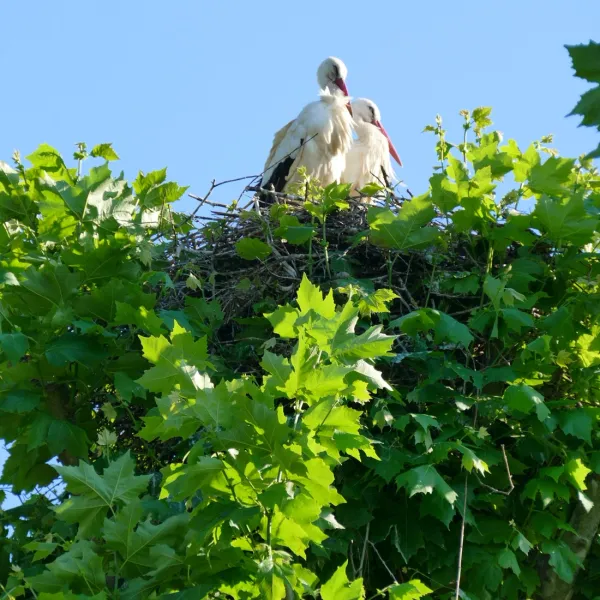 camping-de-riquewihr-riquewihr-6l35c