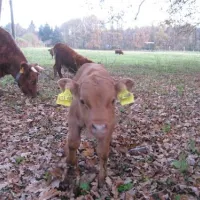 camping-holzmichel-straelen-jkl7l
