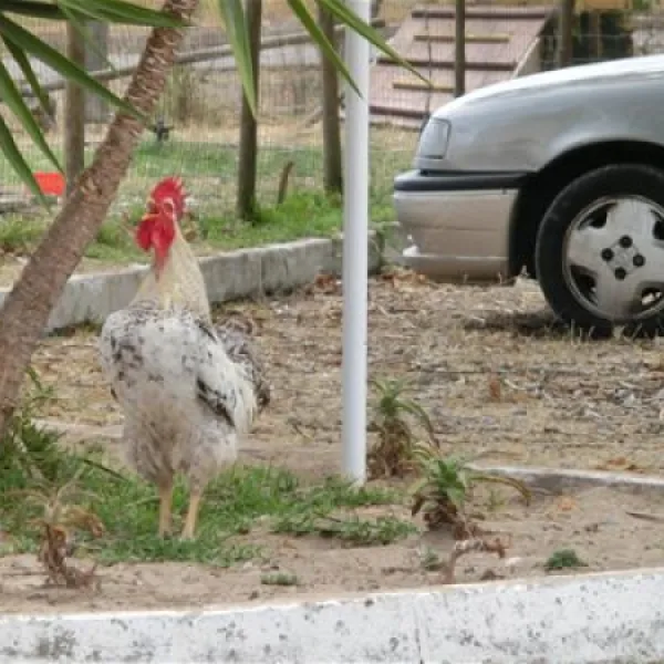 parque-campismo-alpiara-alpiara-lxz0k