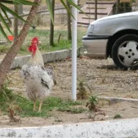 parque-campismo-alpiara-alpiara-lxz0k