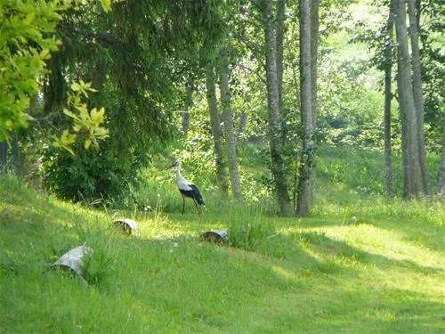 green-camping-plu-pagasts-3n4bs