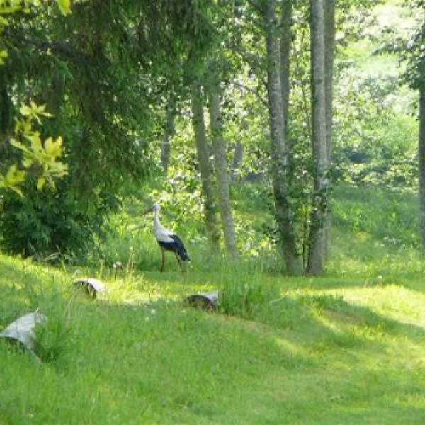 green-camping-plu-pagasts-3n4bs