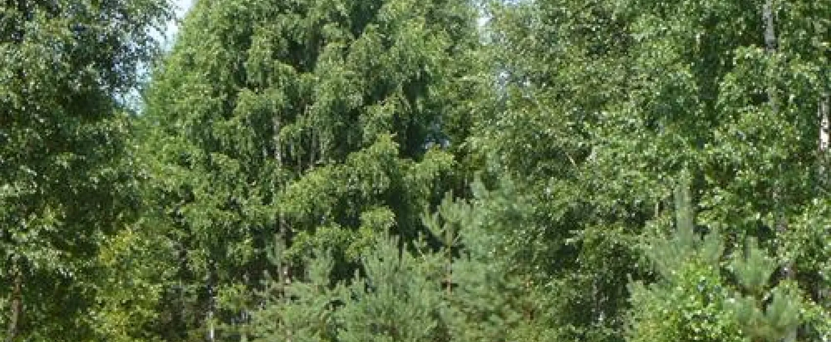 Green Camping