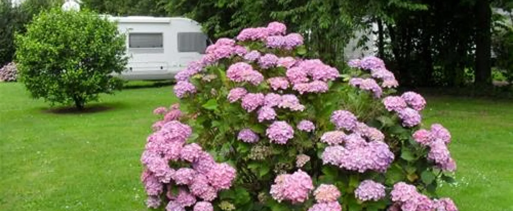 camping hortensias **