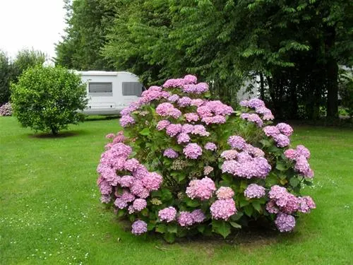 camping-hortensias-vraignes-en-vermandos-yqyjx