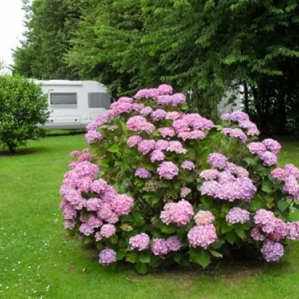 camping-hortensias-vraignes-en-vermandos-yqyjx