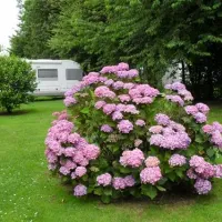 camping-hortensias-vraignes-en-vermandos-yqyjx