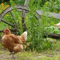 camping-de-knieplanden-zweeloo-pox27
