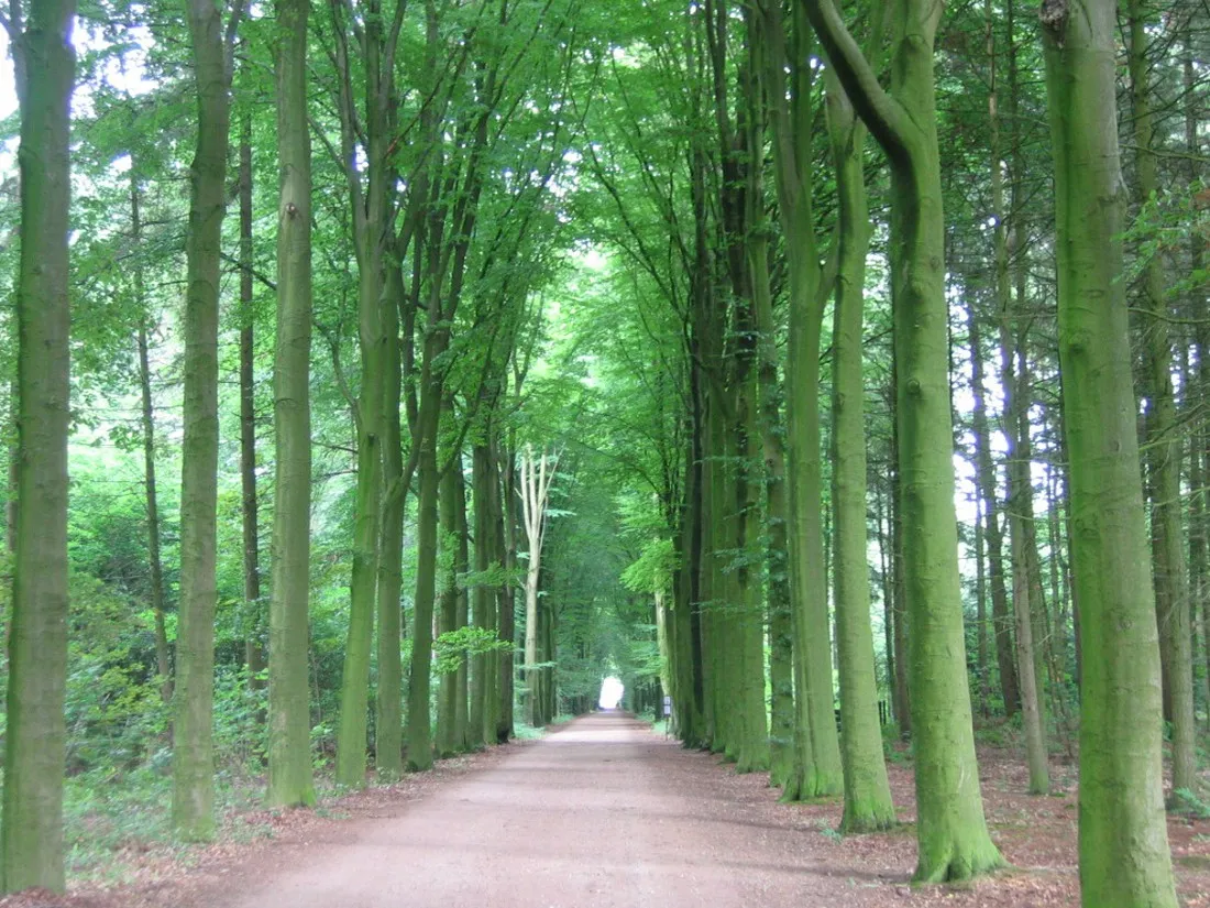 natuurkampeerterrein-landgoed-het-jagershuis-wehl-lswiw