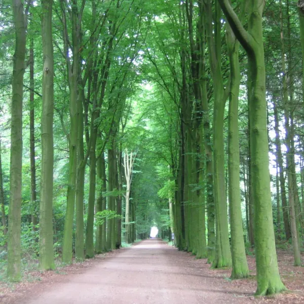 natuurkampeerterrein-landgoed-het-jagershuis-wehl-lswiw