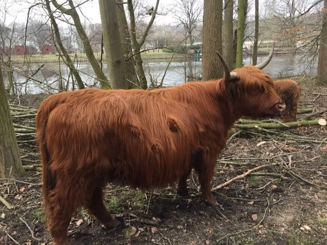 camping-het-amsterdamse-bos-amstelveen-gmyup