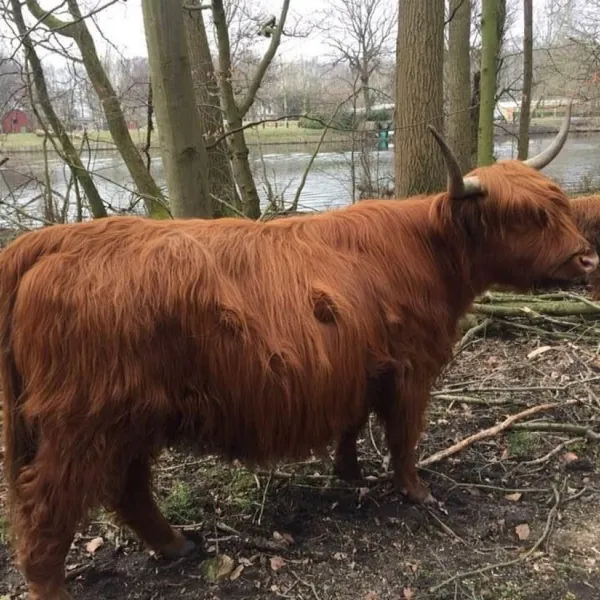 camping-het-amsterdamse-bos-amstelveen-gmyup