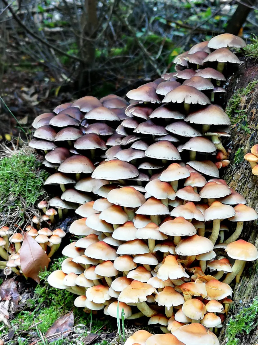 camping-de-koerberg-heerde-5p0ba