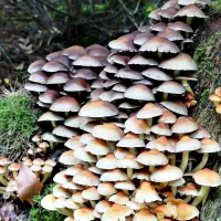 camping-de-koerberg-heerde-5p0ba