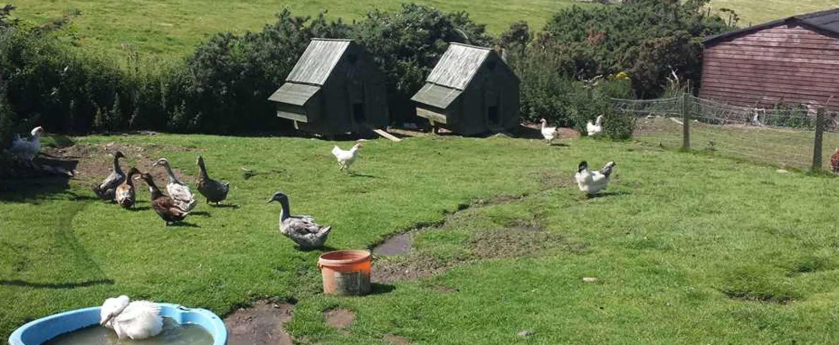 Penisarlon Farm