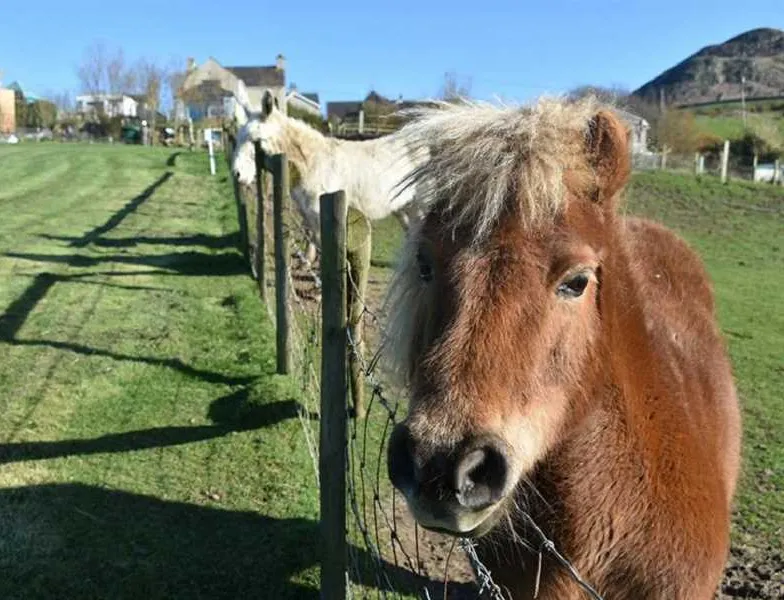 penisarlon-farm-pwhelli-qpdir