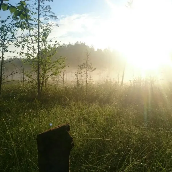 Meadow at Lukomorye