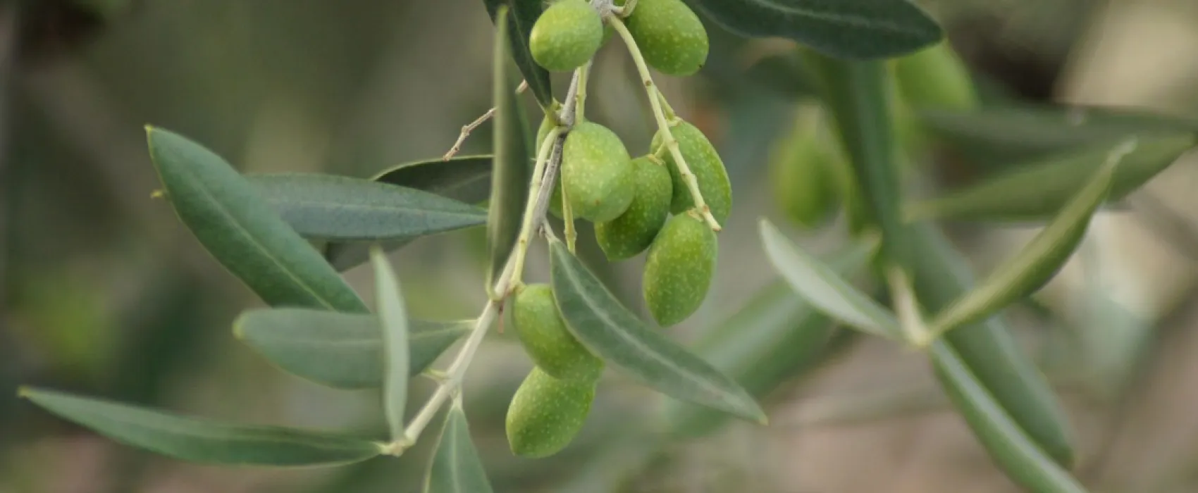 Primavera