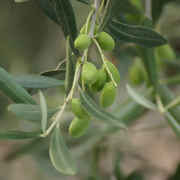 Primavera