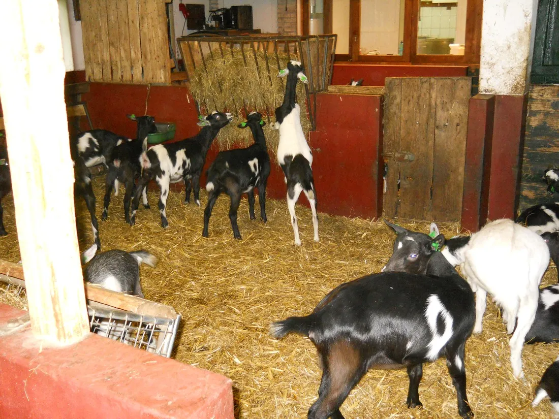 boerderijcamping-de-brommels-winterswijk-0llkd