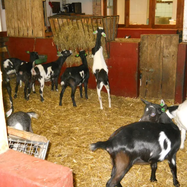 boerderijcamping-de-brommels-winterswijk-0llkd