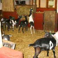 boerderijcamping-de-brommels-winterswijk-0llkd