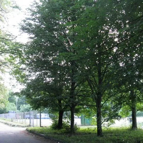 camping-1-kyiv-holosiivskyi-district-mpqyf