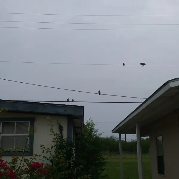 sunshine-rv-resort-harlingen-abbar