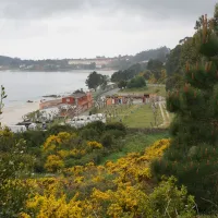 a-vouga-louro-umtcj