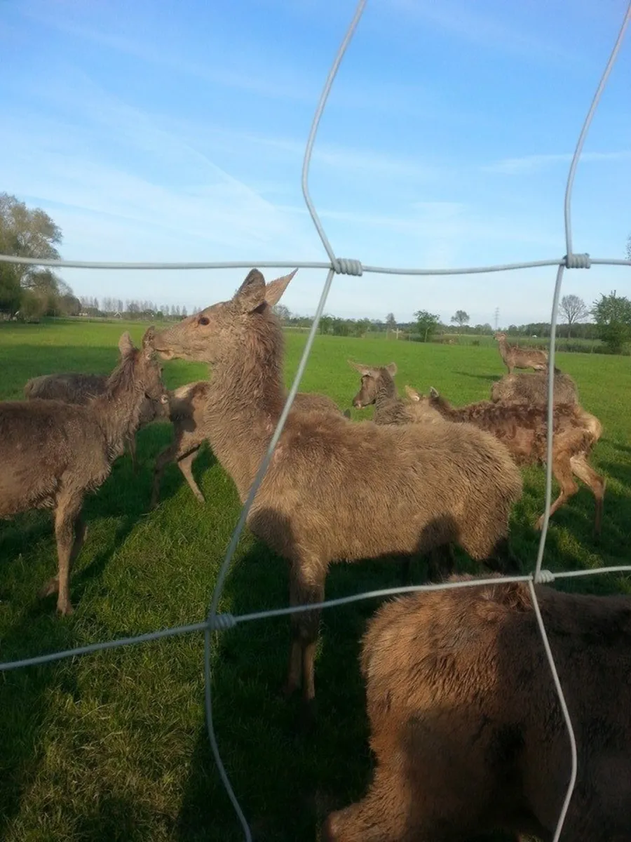 de-weerds-hertenboerderij-in-nijbroek-voorst-bij-zutphen-mqn2s