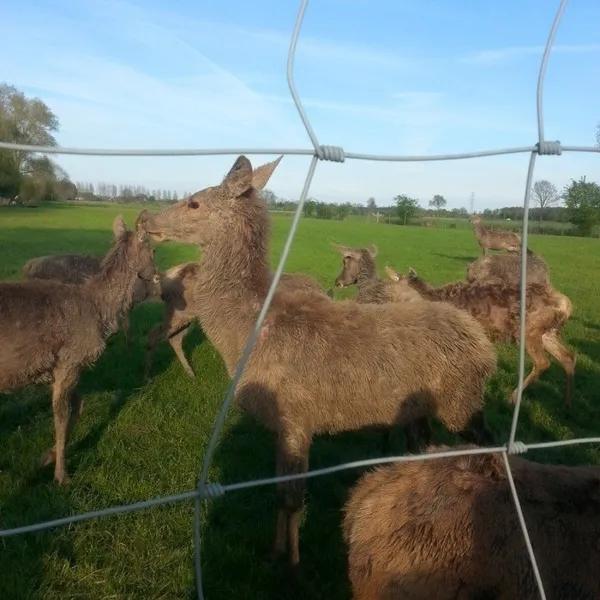 de-weerds-hertenboerderij-in-nijbroek-voorst-bij-zutphen-mqn2s