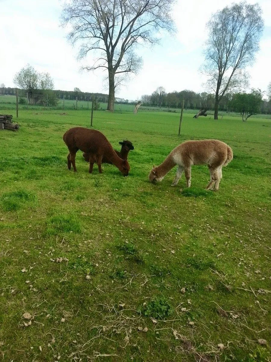 de-weerds-hertenboerderij-in-nijbroek-voorst-bij-zutphen-vaajr