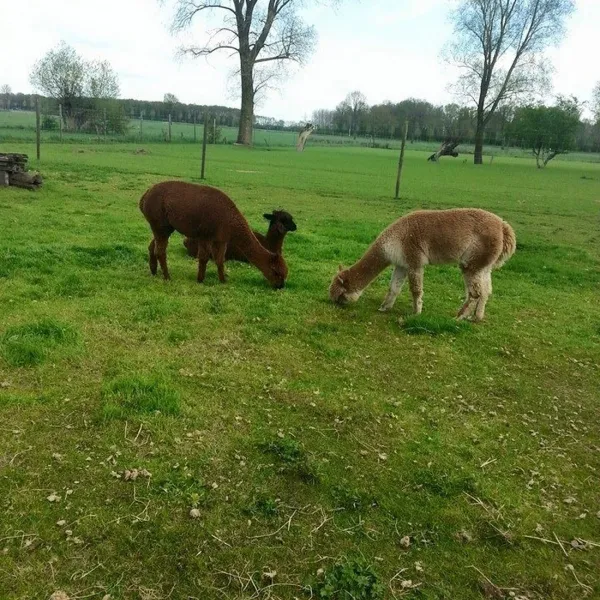 de-weerds-hertenboerderij-in-nijbroek-voorst-bij-zutphen-vaajr
