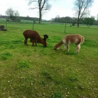 de-weerds-hertenboerderij-in-nijbroek-voorst-bij-zutphen-vaajr