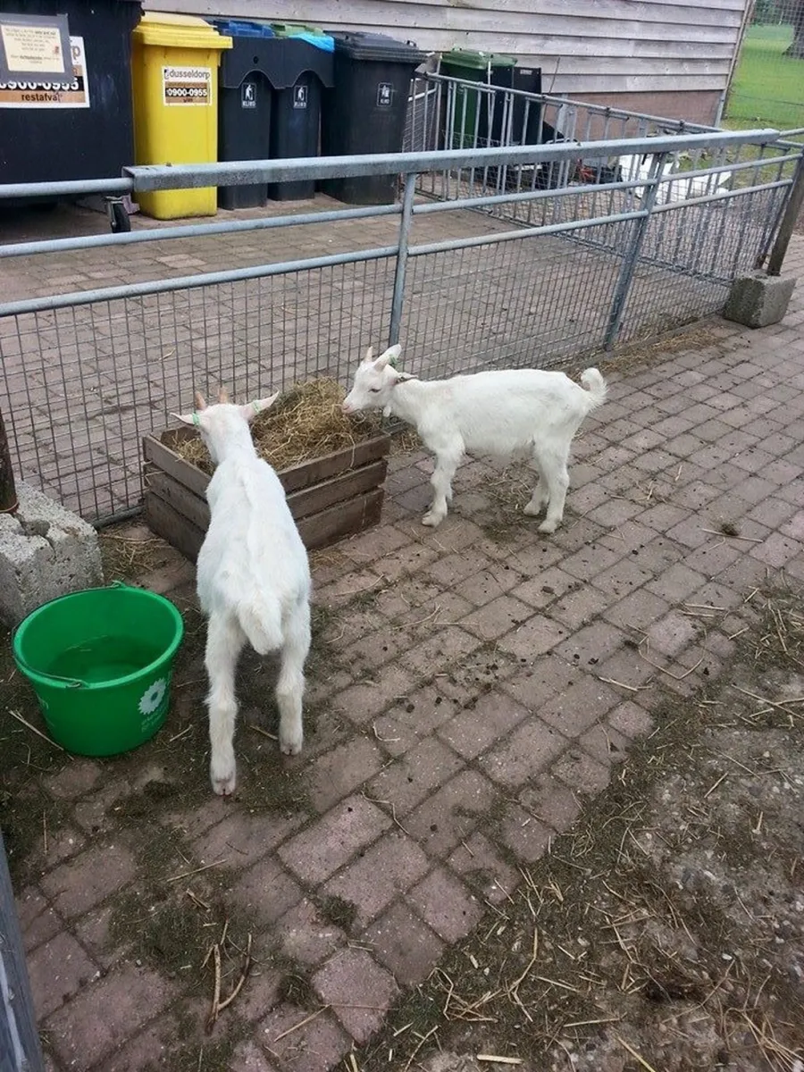 de-weerds-hertenboerderij-in-nijbroek-voorst-bij-zutphen-vx6cg