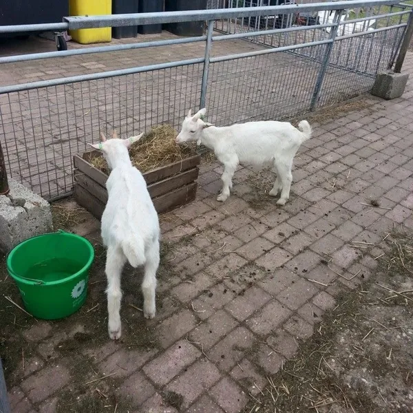 de-weerds-hertenboerderij-in-nijbroek-voorst-bij-zutphen-vx6cg