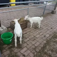 de-weerds-hertenboerderij-in-nijbroek-voorst-bij-zutphen-vx6cg