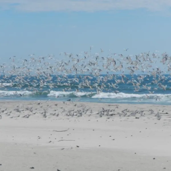 west-coast-luxury-tents-between-dwarskersbos-and-elands-bay-1sxa7