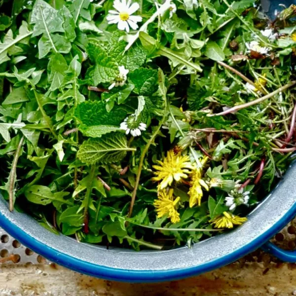 pachamama-farmstay-ukropci-nhocd