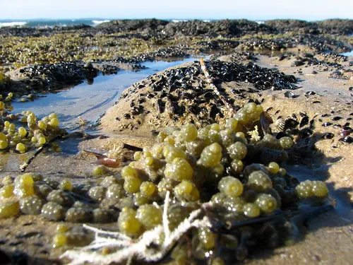point-leo-foreshore-reserve-campground-point-leo-zwfn0