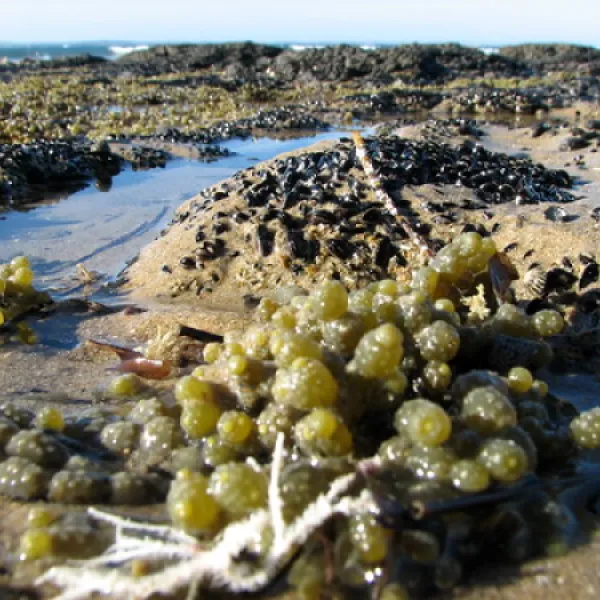 point-leo-foreshore-reserve-campground-point-leo-zwfn0