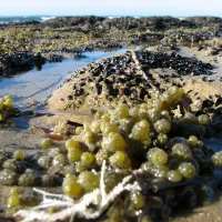point-leo-foreshore-reserve-campground-point-leo-zwfn0
