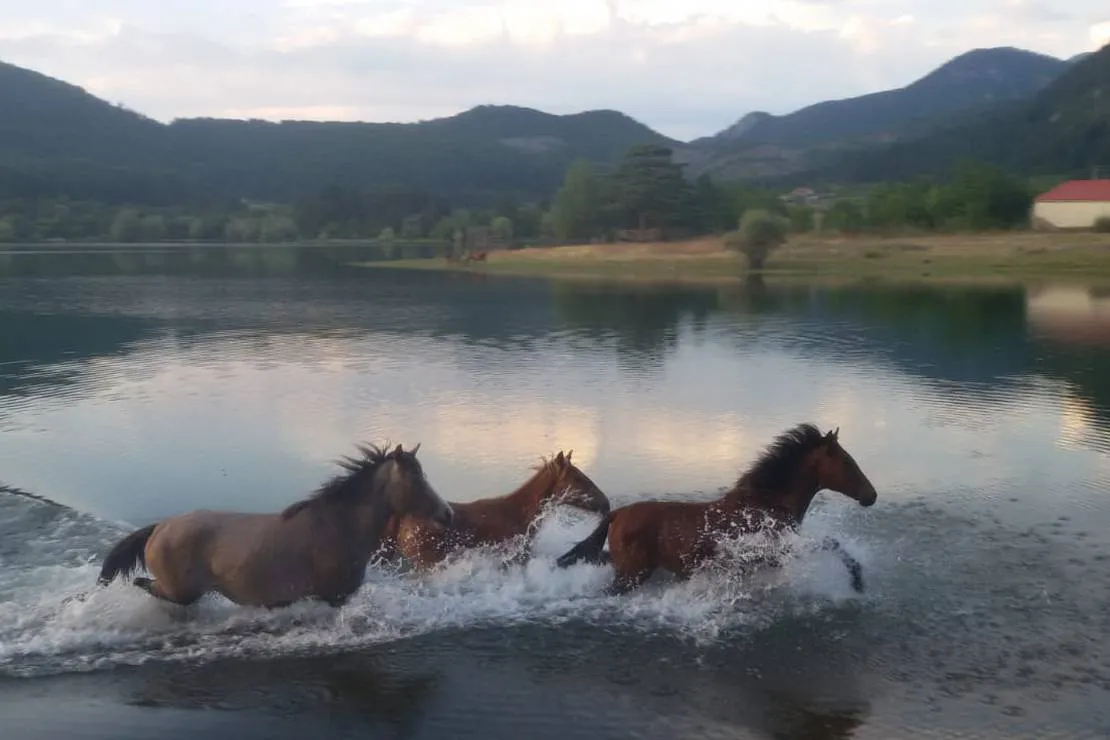 camping-farm-shelegur-leskovik-7tlt7